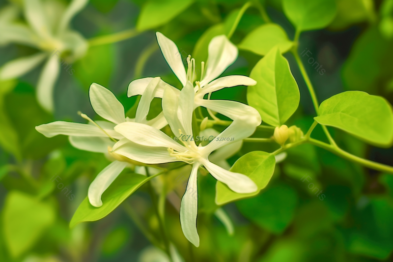 电商产品拍摄白色盛开的花朵,高清,摄影图,摄影图片,图片大全,摄影图免费下载